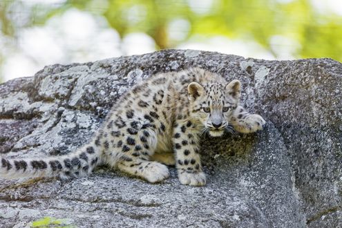 Обои на рабочий стол Детеныш леопарда сидит на камне, by Tambako The Jaguar