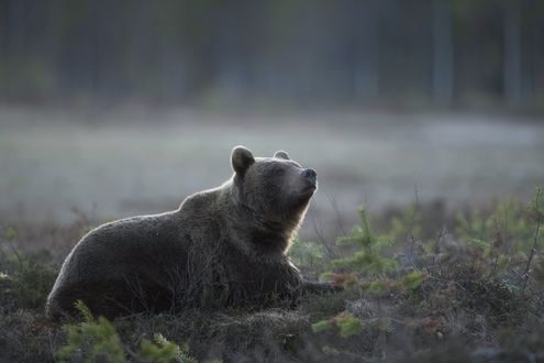 Обои на рабочий стол Медведь лежит на земле