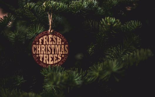 Обои на рабочий стол Еловые ветки (Fresh Christmas Trees / Свежие Рождественские елки), by Tim Mossholder