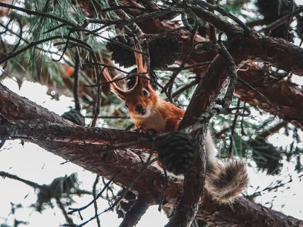 Обои на рабочий стол Белка на дереве, by Mack Fox