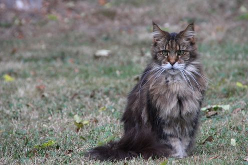 Обои на рабочий стол Серая кошка сидит на траве, by Michael_Luenen