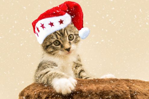 Обои на рабочий стол Котенок в новогодней шапочке, by Gundula Vogel