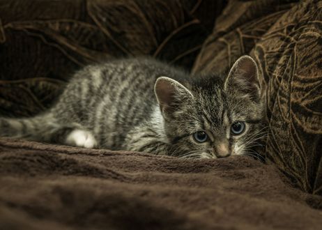 Обои на рабочий стол Серый котенок лежит на диване. by Gundula Vogel