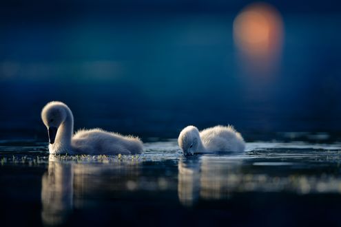 Обои на рабочий стол Два молодых лебедя на вечерней воде, фотограф Jonathan Casey