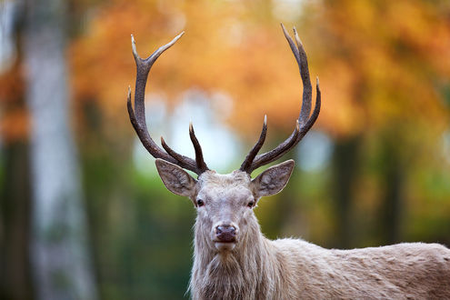 Обои на рабочий стол Олень на размытом фоне, by DB-Naturfotografie
