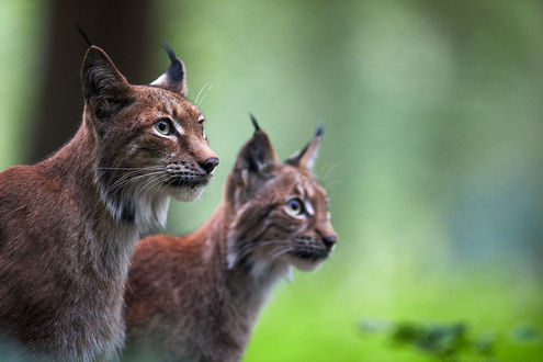 Обои на рабочий стол Рыси на размытом фоне, by DB-Naturfotografie