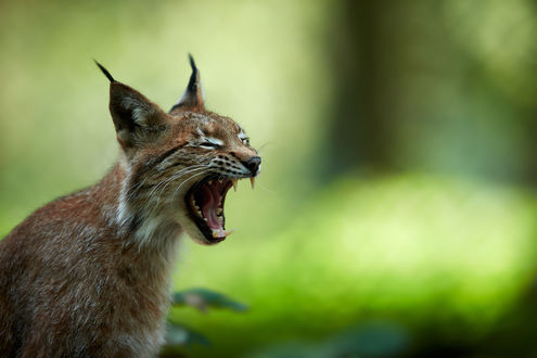 Обои на рабочий стол Рысь на размытом фоне, by DB-Naturfotografie