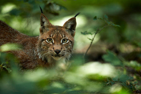 Обои на рабочий стол Рысь на размытом фоне природы, by DB-Naturfotografie