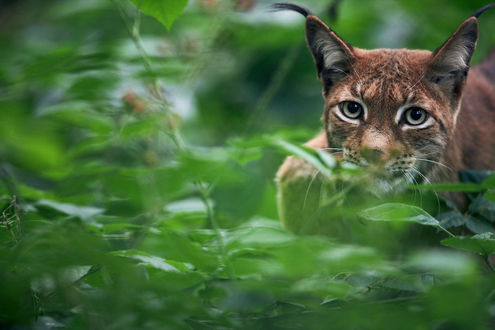 Обои на рабочий стол Рысь на размытом фоне природы, by DB-Naturfotografie
