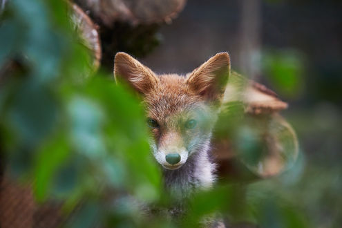 Обои на рабочий стол Лиса на природе, by DB-Naturfotografie