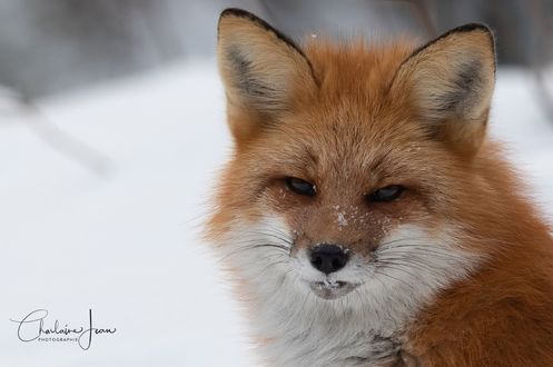Обои на рабочий стол Рыжая лиса со снегом на мордочке, by Charlaine Jean