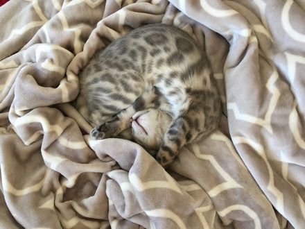 Обои на рабочий стол Котенок породы бенгальский спит, свернувшись клубком, by skeeze