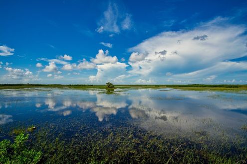 Обои на рабочий стол Одинокое дерево небо с облаками отражается в воде, by skeeze