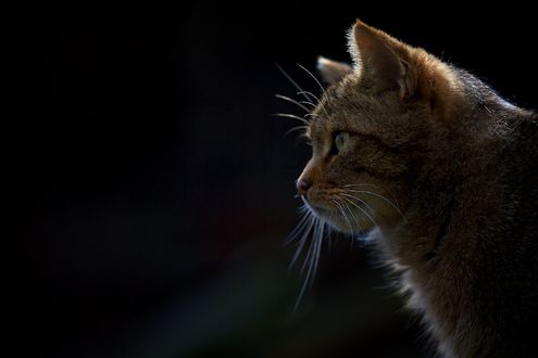 Обои на рабочий стол Кошка в профиль, by DB-Naturfotografie