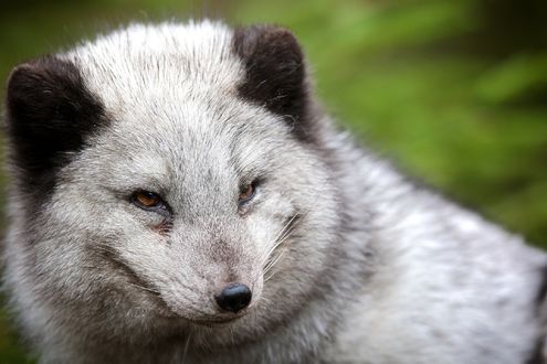 Обои на рабочий стол Арктическая лиса, by DB-Naturfotografie