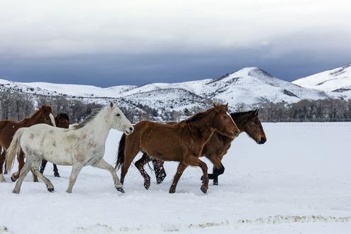 100 000 изображений по запросу Лошадь снег доступны в рамках роялти-фри лицензии