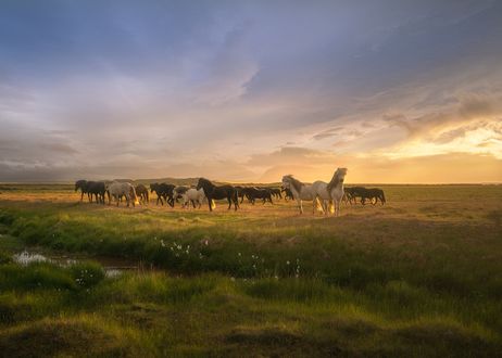 Обои на рабочий стол Исландские лошади на пастбище, by Andrew Bazanov