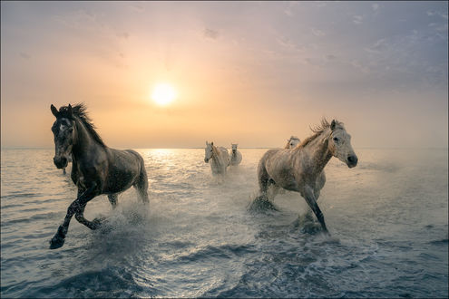 Обои на рабочий стол Лошади на воде, by Georg Scharf