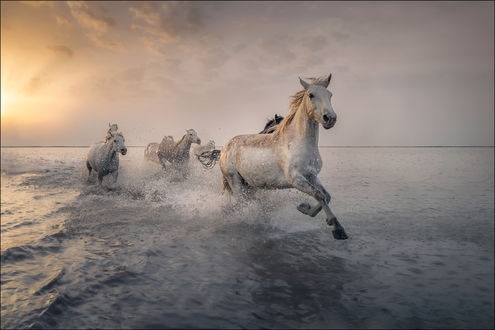 Обои на рабочий стол Лошади на воде, by Georg Scharf