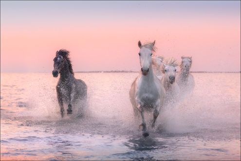 Обои Лошади на воде, by Georg Scharf