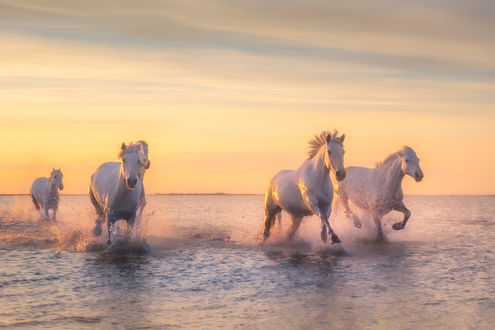 Обои на рабочий стол Лошади на воде, by Georg Scharf