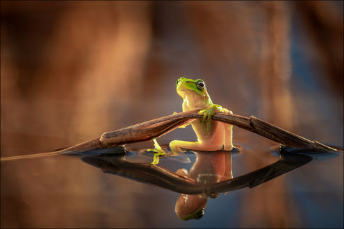 Обои на рабочий стол Лягушка в воде, by Georg Scharf