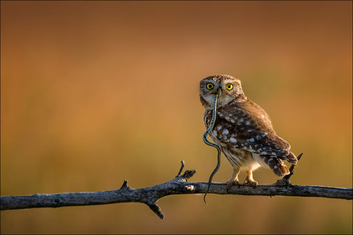 Обои на рабочий стол Сова с добычей в клюве, by Georg Scharf