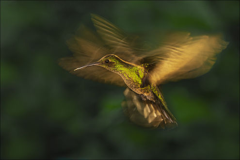 Обои на рабочий стол Колибри в полете, by Georg Scharf