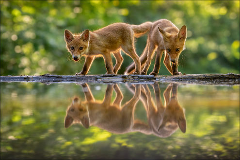 Обои на рабочий стол Лисята у водоема и их отражение в воде, by Georg Scharf