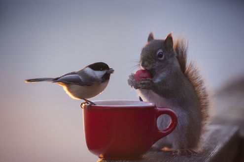 Обои на рабочий стол Белочка сидит рядом с красной чашкой с синичкой, by Andre Villeneuve
