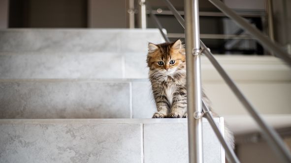 Обои на рабочий стол Пушистый котенок на ступеньках, by Jeanie de Klerk