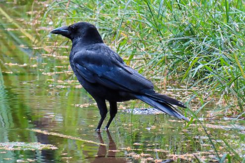 Обои на рабочий стол Черный ворон стоит в воде, by Gerhard Gellinger