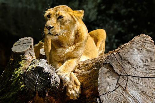 Обои на рабочий стол Львица лежит на бревнах, by Gerhard Gellinger