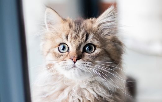 Обои на рабочий стол Котенок у окна
