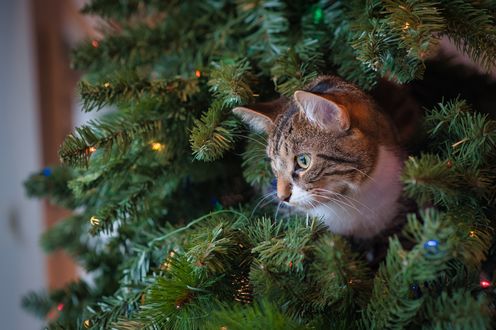 Обои на рабочий стол Серый котенок на новогодней елке, by Jessica Lewis