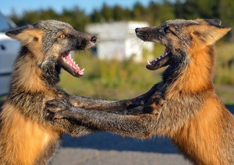 Обои на рабочий стол Две дерущиеся лисы. Фотограф Романенко Вероника