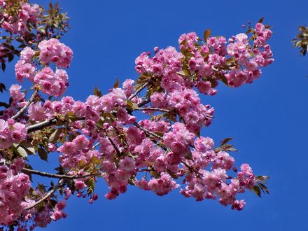 Обои на рабочий стол Цветущие ветки сакуры на фоне неба, by Laila