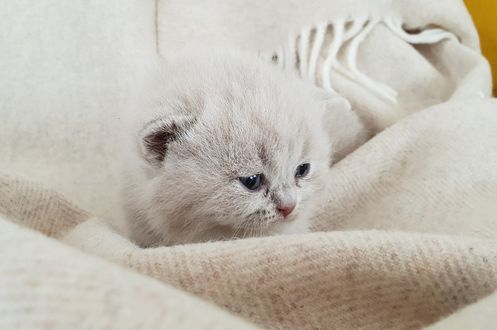 Обои на рабочий стол Серый котенок на пледе. by Uschi Leonhartsberger-Schrott