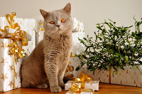 Обои на рабочий стол Серая кошка на фоне подарочных коробок, by Uschi Leonhartsberger-Schrott