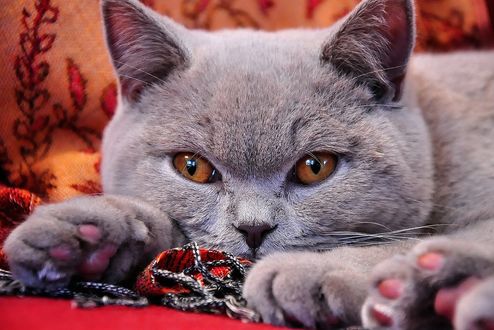 Обои на рабочий стол Серая кошка крупным планом, by Uschi Leonhartsberger-Schrott