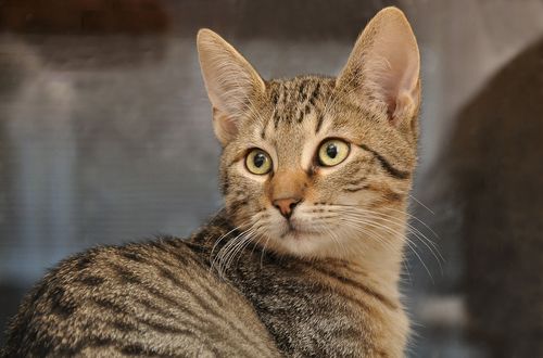 Обои на рабочий стол Серая кошка cмотрит в сторону, by Doris Metternich