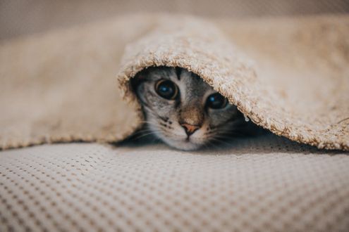 Обои на рабочий стол Котенок выглядывает из под покрывала, by Ramiz Dedakoviс