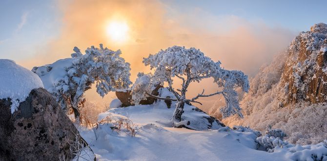 Обои на рабочий стол Деревья в снегу на фоне солнечного неба, by jae youn Ryu