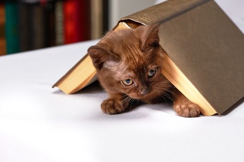 Обои на рабочий стол Коричневый котенок под книгой, by Алексей Боярских