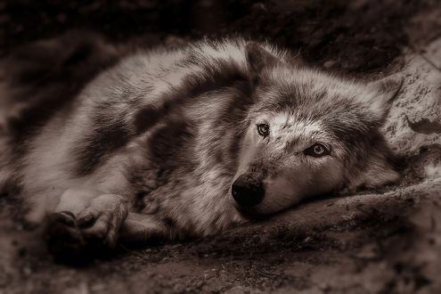 Обои на рабочий стол Волк лежит на земле, by Christine Sponchia