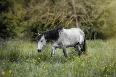 Обои на рабочий стол Лошадь пасется на лугу, by Christine Sponchia