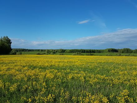 Фото летний луг с цветами