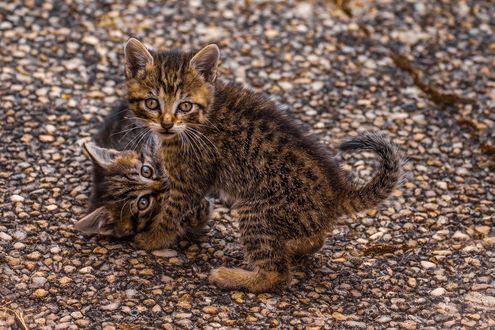 Обои на рабочий стол Серые котята играют на земле, by edmondlafoto