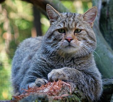 Обои на рабочий стол Дикая кошка лежит на суку дерева, by Dusan Smetana
