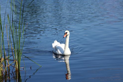Обои на рабочий стол Белый лебедь на воде, by Alicja